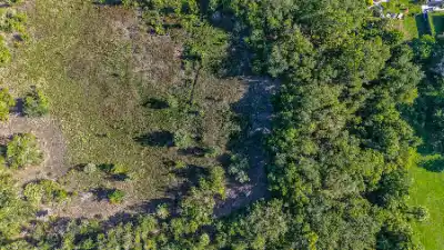 Lush green forest and marshy clearings from above