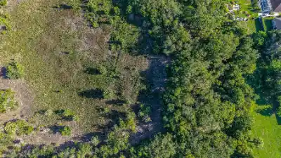Lush green forest next to an open, undeveloped field
