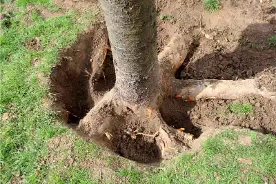 Root Removal