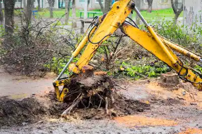 Root Removal