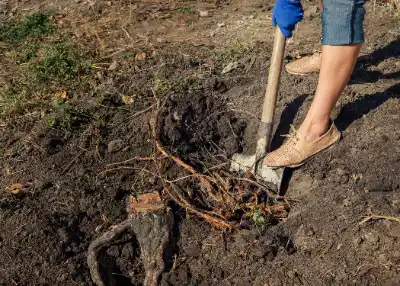 Root Removal