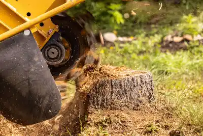 Stump Grinding & Removal