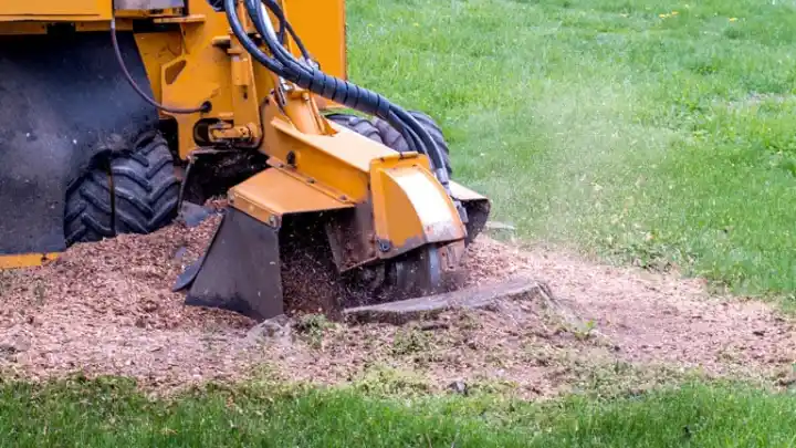 Stump Grinding & Removal