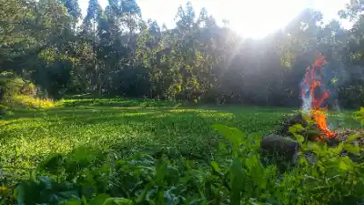 Sunlight shines on a grassy field with a small fire