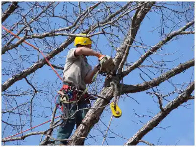 Tree Pruning & Trimming