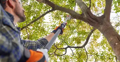 Tree Pruning & Trimming