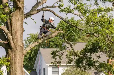 Tree Pruning & Trimming