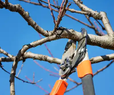 Tree Pruning & Trimming