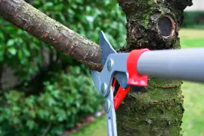 Tree Pruning & Trimming
