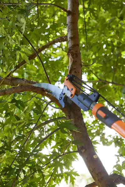 Tree Pruning & Trimming