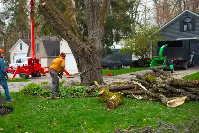 Tree Removal