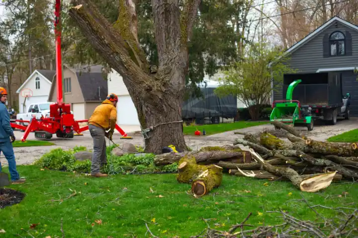 Tree Removal
