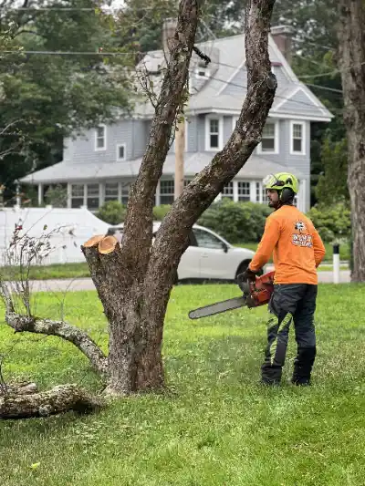 Tree Removal