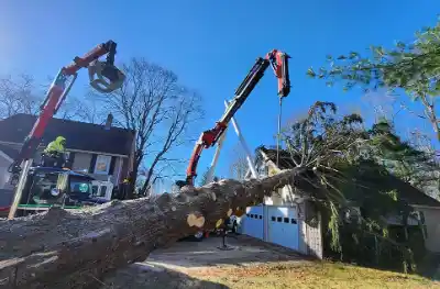 Tree Removal