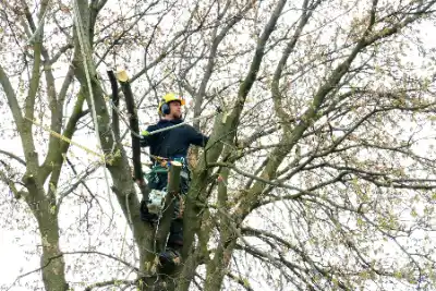 Tree worker in blue shirt beside tree | Elite Tree Surgeons Telford