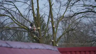 Tree worker pruning branches from large tree | Elite Tree Surgeons Telford